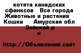 котята канадских сфинксов - Все города Животные и растения » Кошки   . Амурская обл.,Зейский р-н